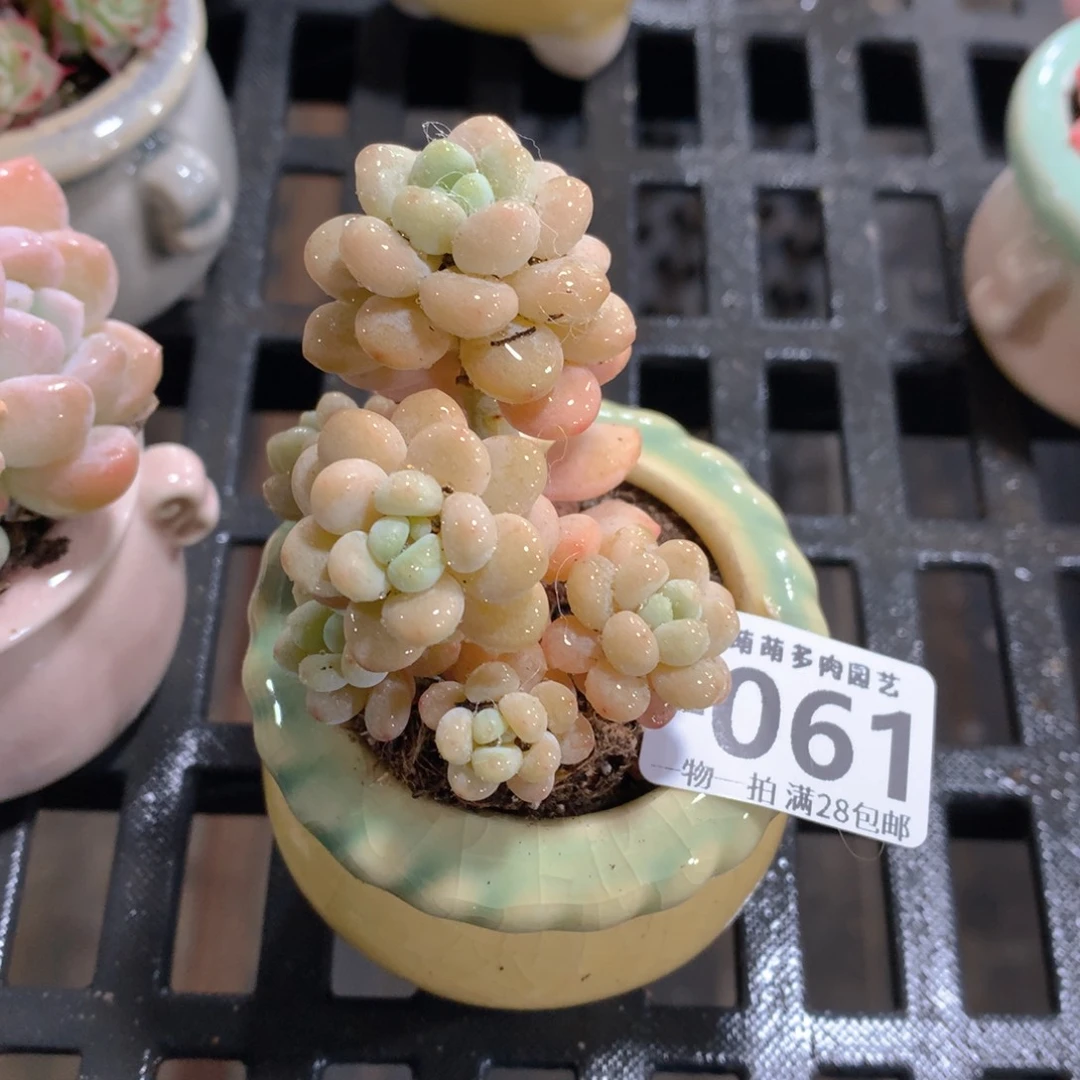 肉萌萌拇指盆精控多肉ZE061