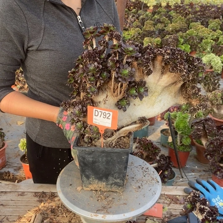 低***！D792黑法师缀化老桩