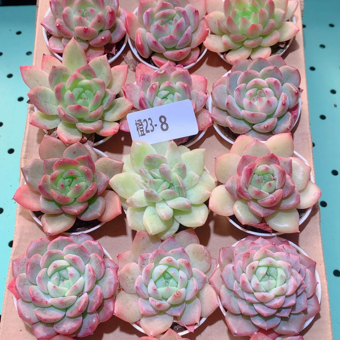 23-8一物一拍多肉带盆18颗