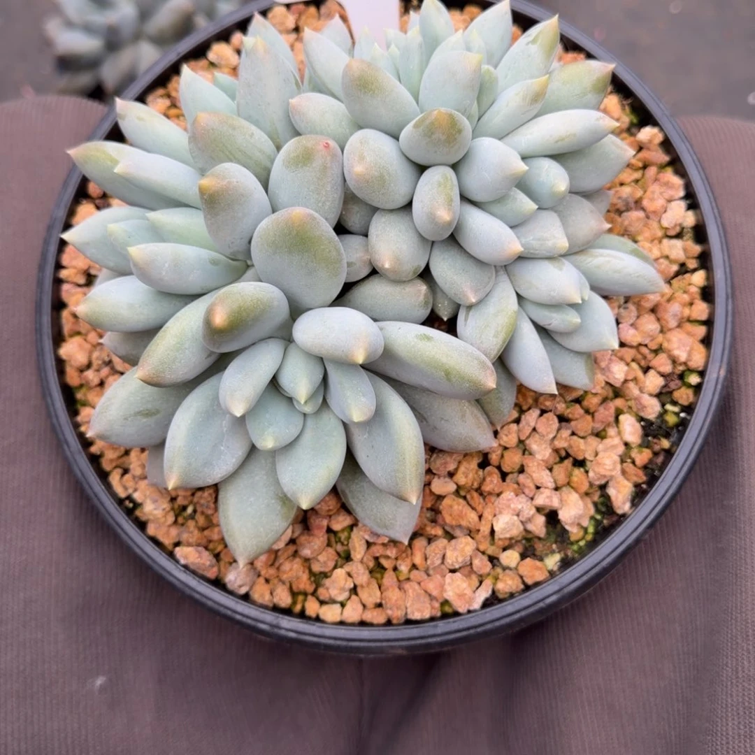 趴***你一物一拍补差价哥特31号