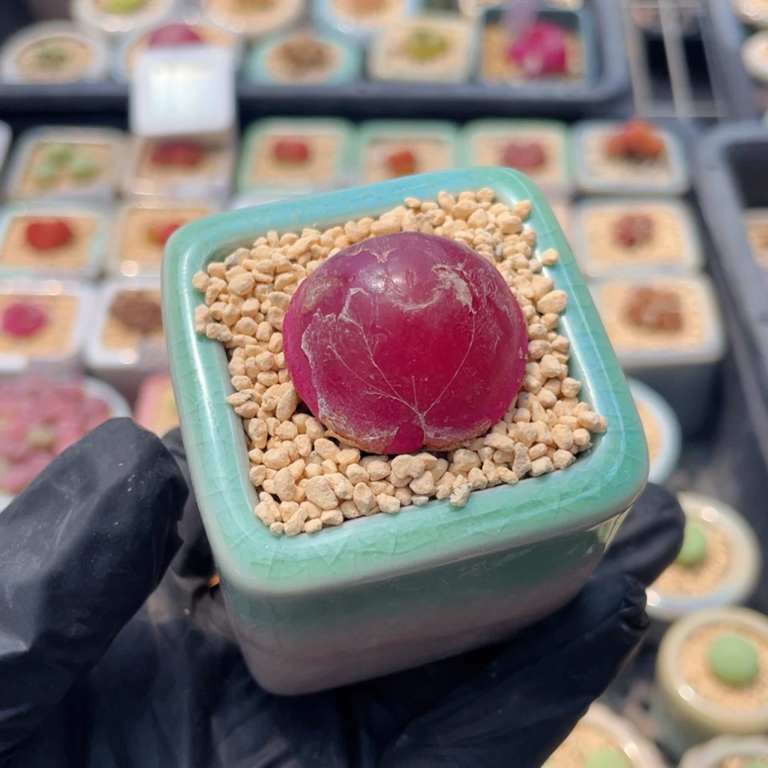 无花朵7729-一物一拍 带盆