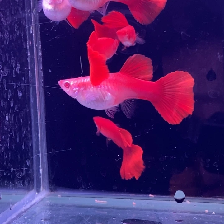 孔雀鱼紫麟血红3对