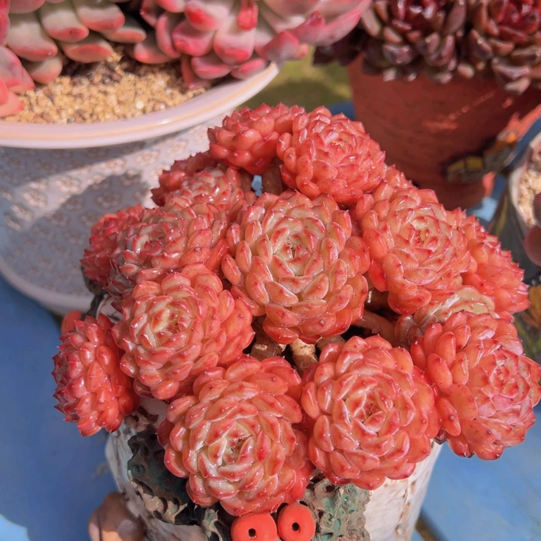 一物一拍多肉植物