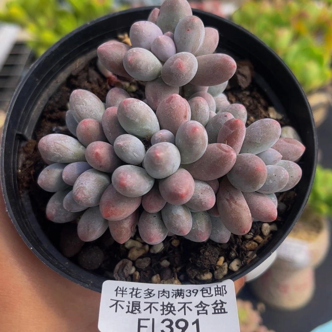 391-婴儿手指多肉6cm