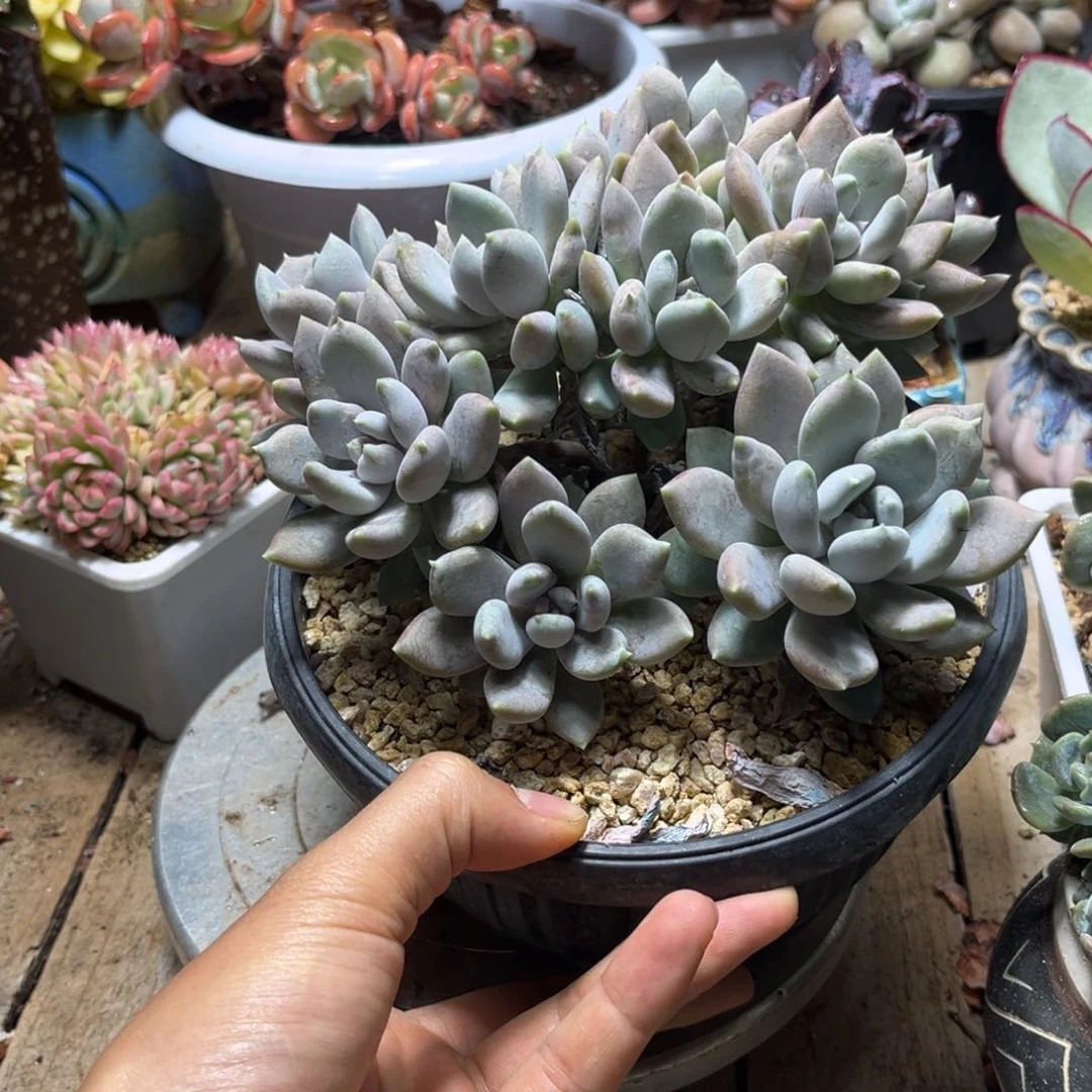 胖美人朵朵缀多肉植物dichi