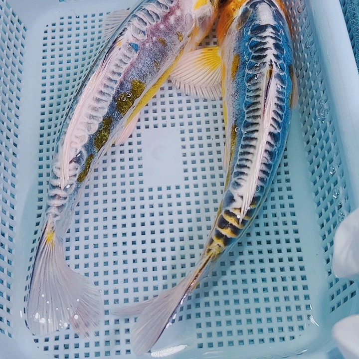 锦鲤锦鲤冷水观赏鱼117