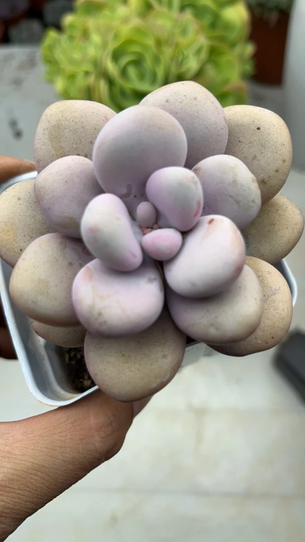 小桃蛋 多肉植物