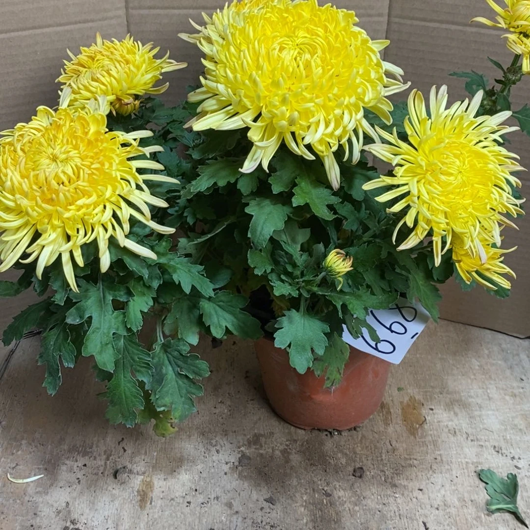 完全开放00000000668