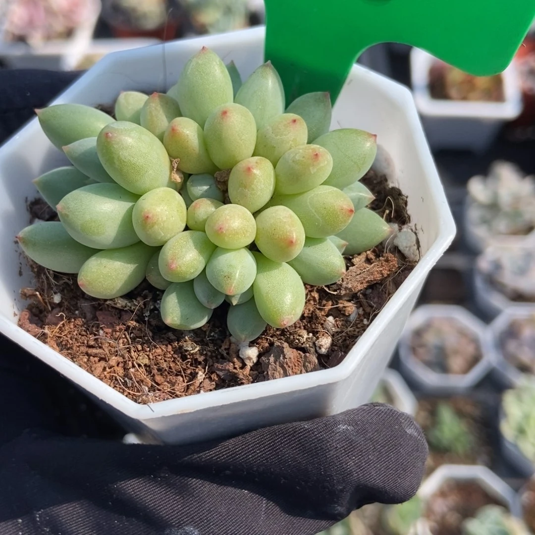 746荧火虫duopoly is the多肉