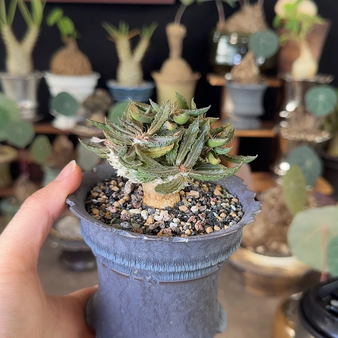 一物一拍图拉大戟26