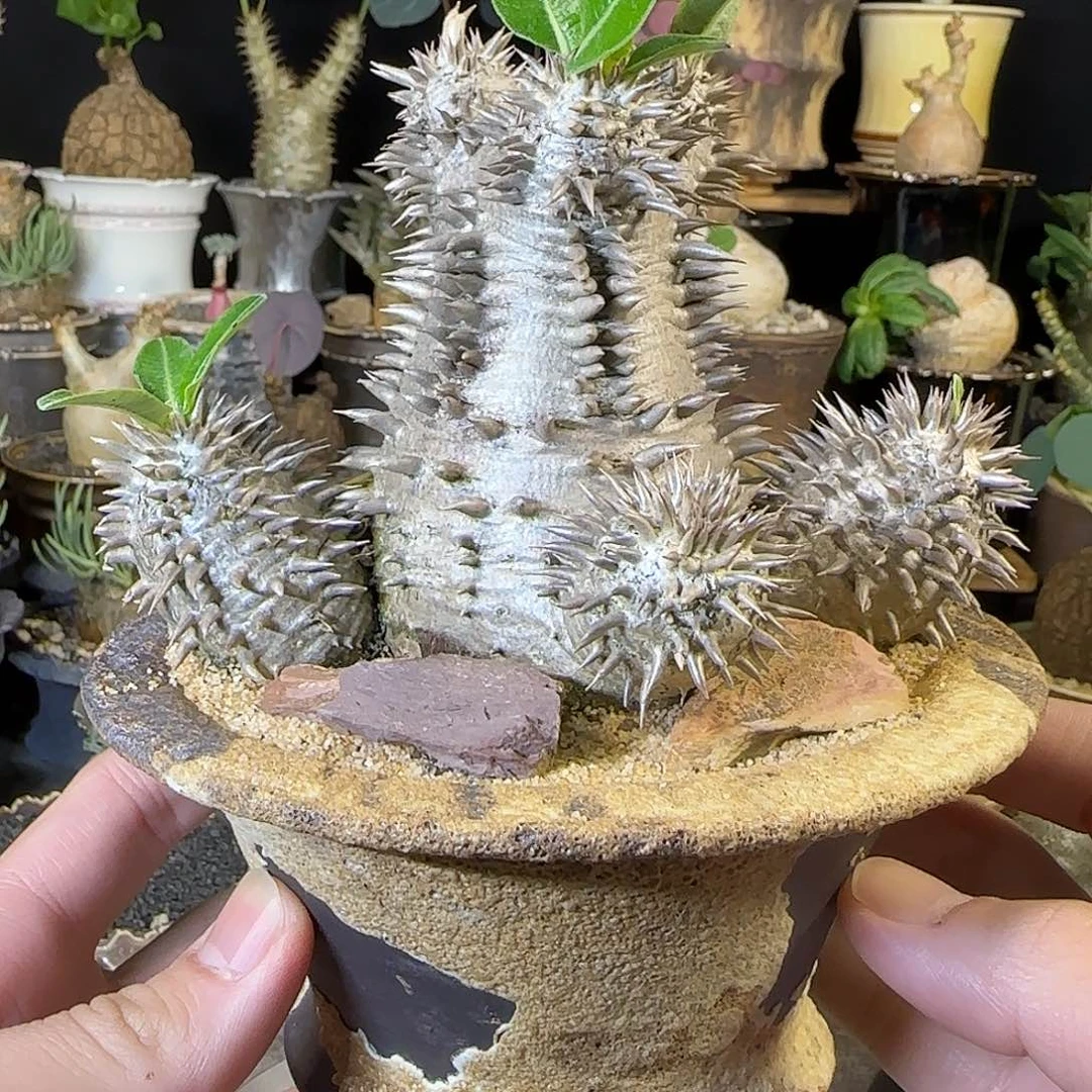 一物一拍惠比大黑280