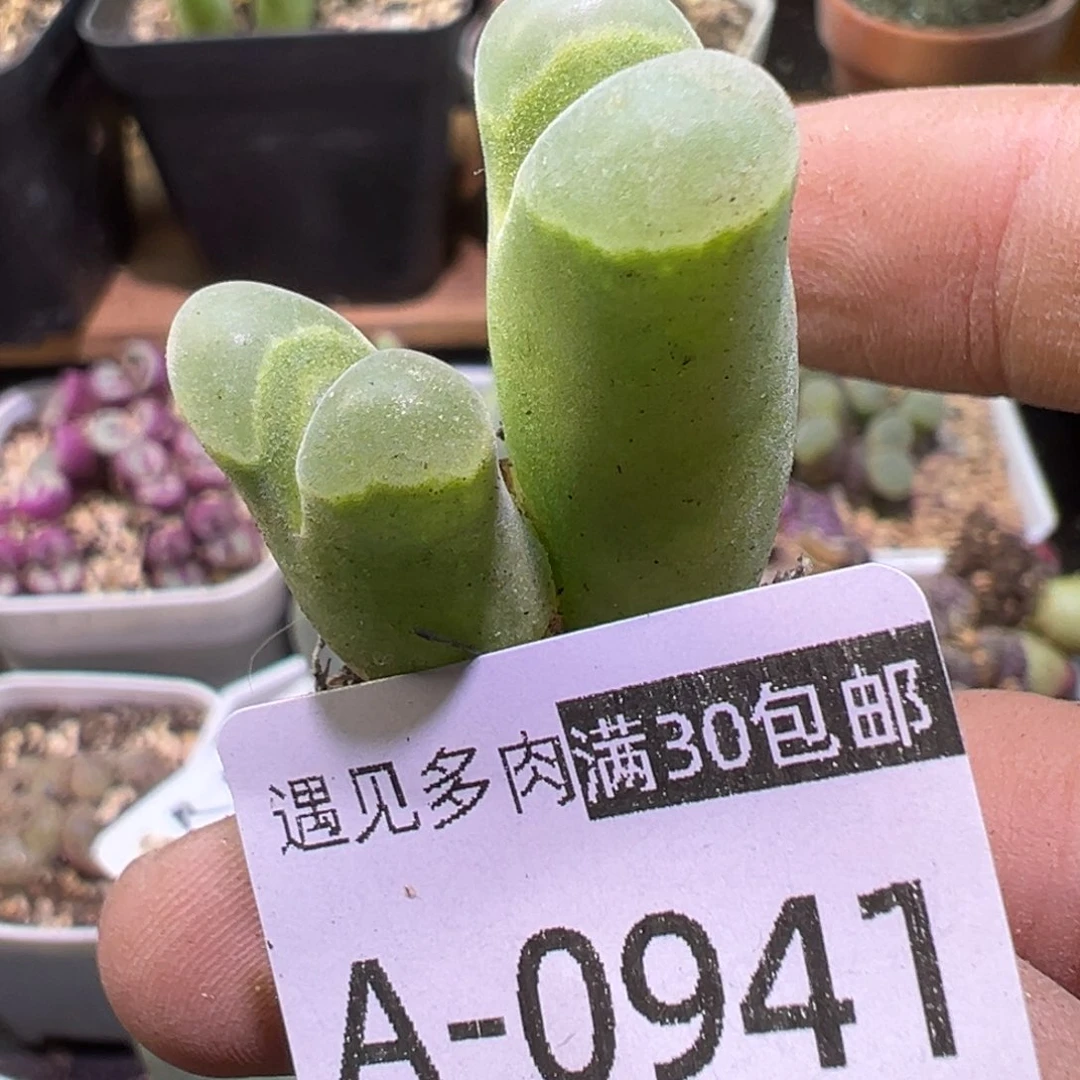 多肉植物111111111111111