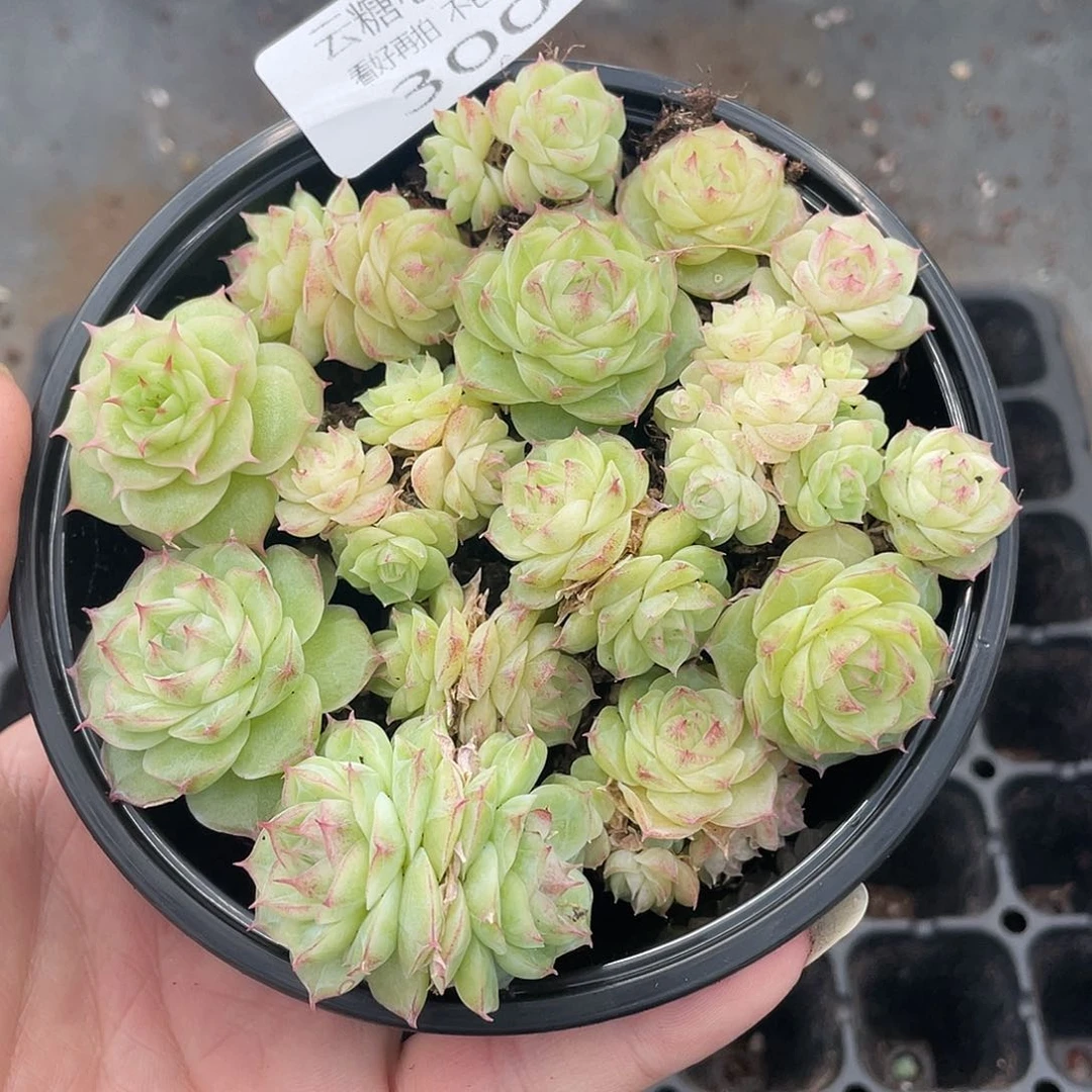 云糖心多肉植物300