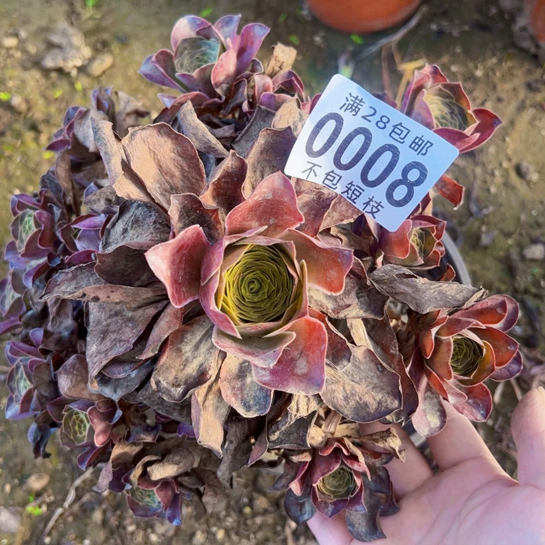 玫瑰多肉植物0008