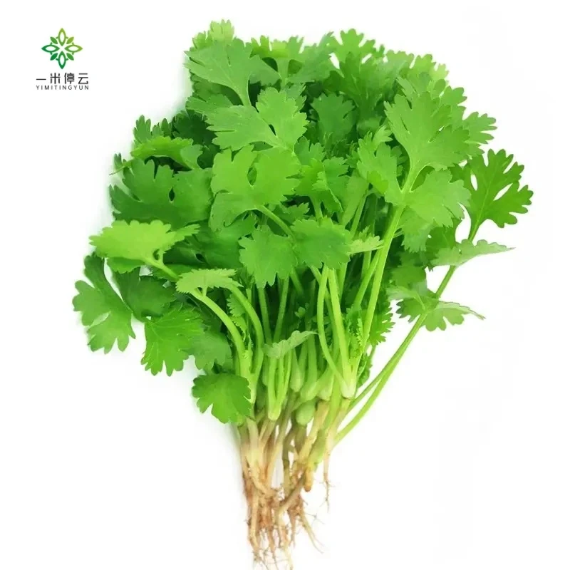 地产小小香菜约100±5g/盒（当日采摘）