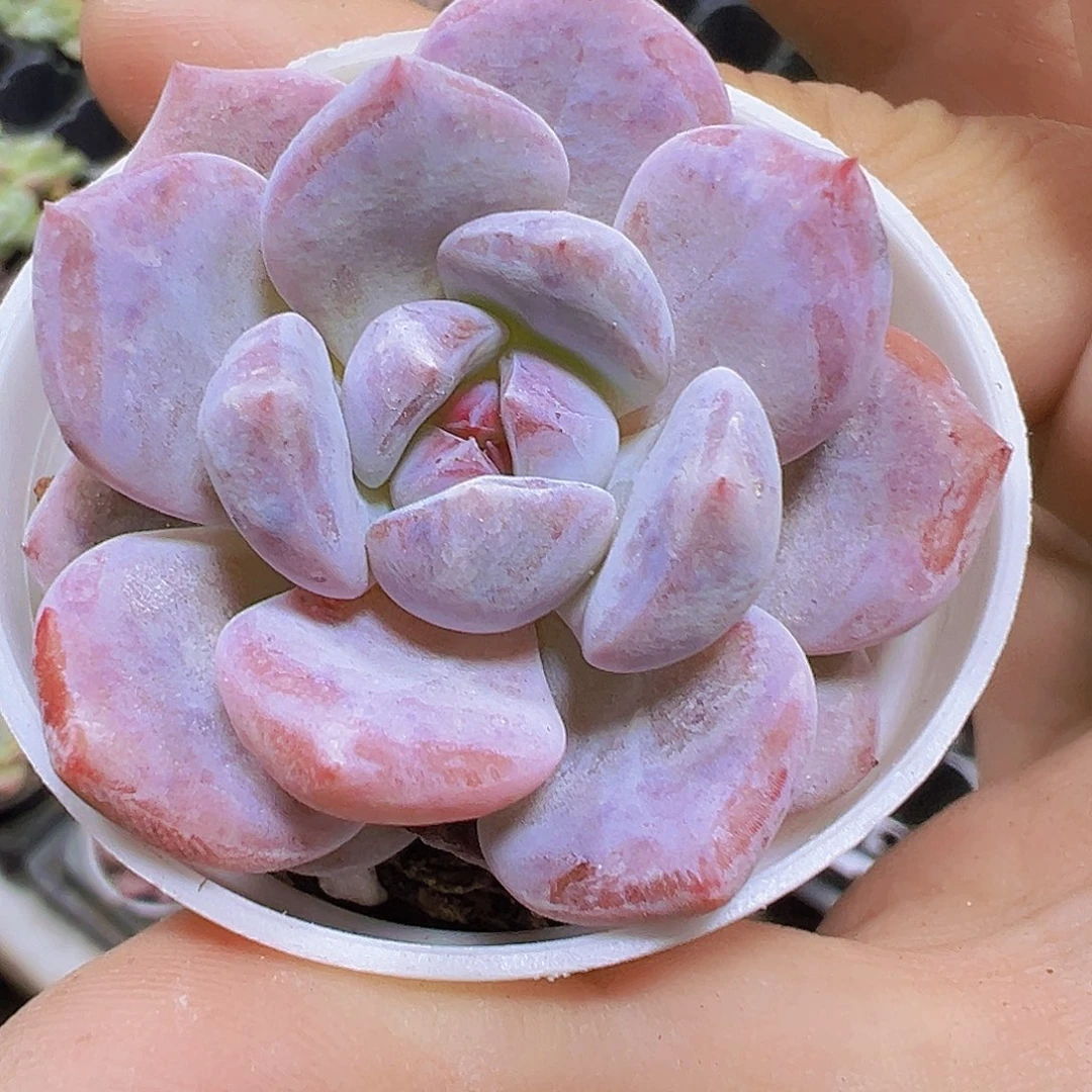 雪茶19包邮多肉植物