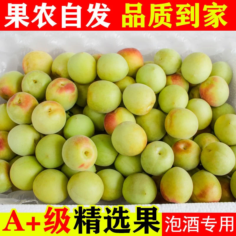 诏安青梅正宗小白梅新鲜酸脆鲜果青梅果青梅露泡酒专用梅青梅鲜果
