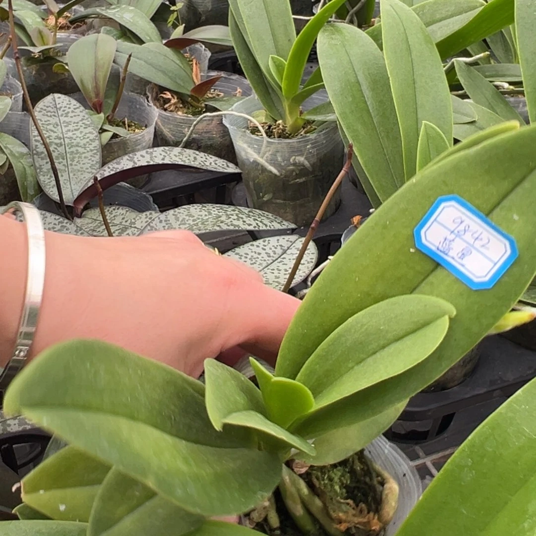 花***都当前无花朵，栽培后可花朵9842蓝星