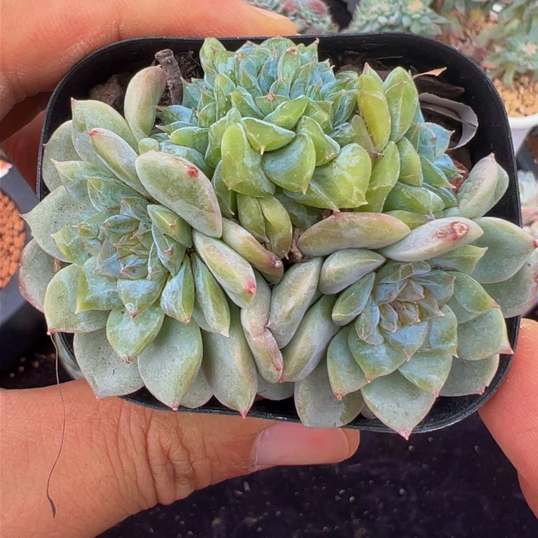 新年快乐 新年快乐