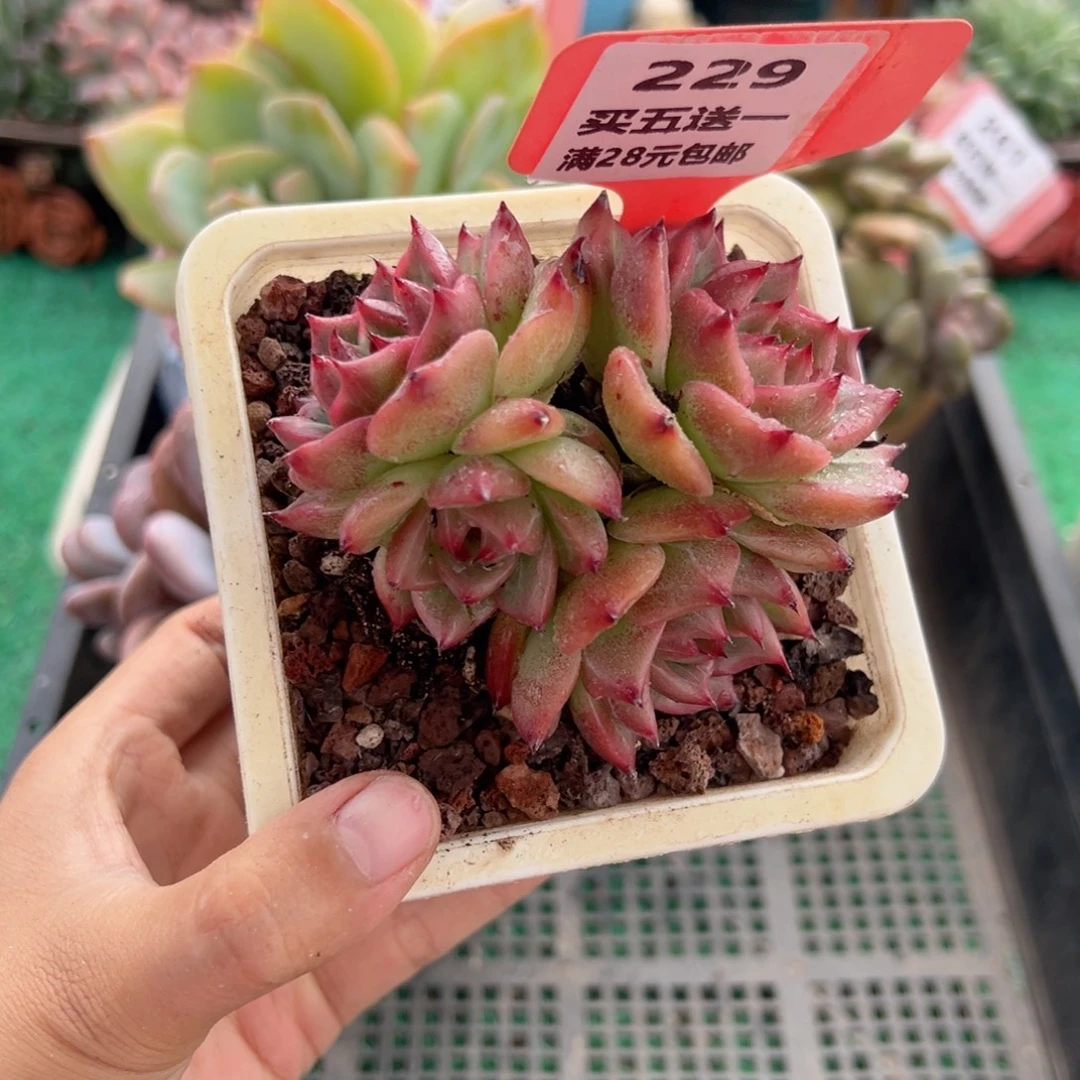 表妹精品多肉植物229.