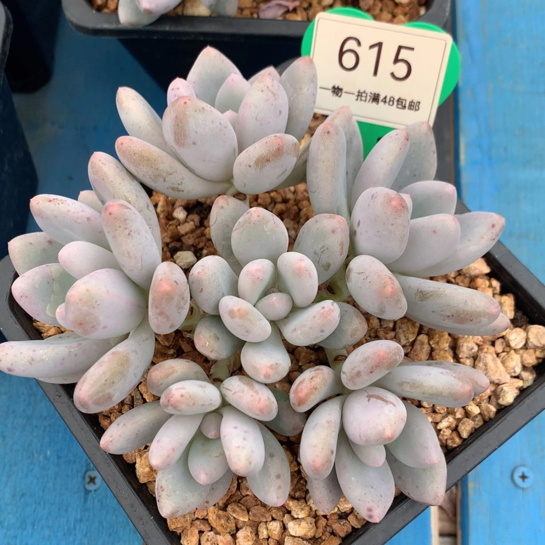 三明治美人无砍捧花615