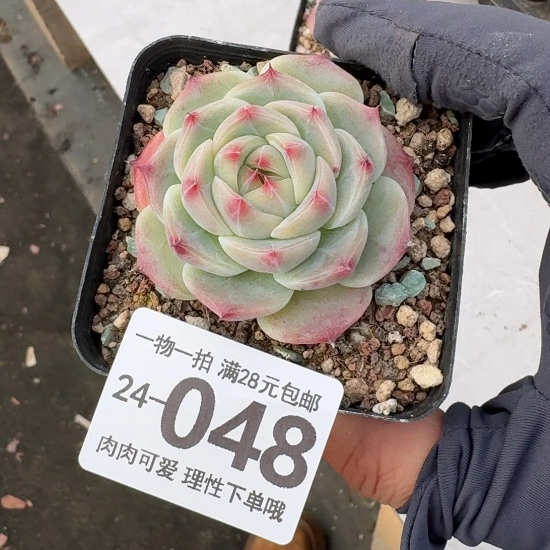 冰吉无盆土发货无