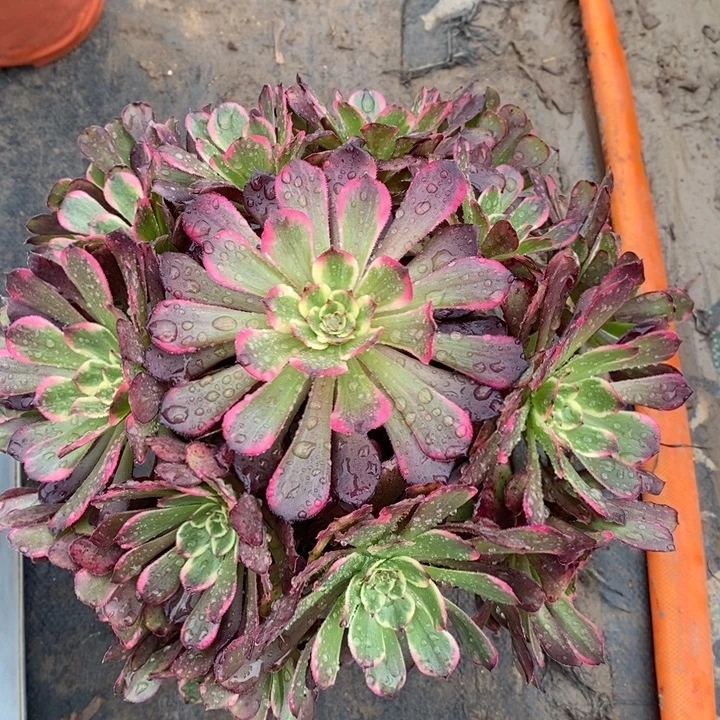 黑金刚36多肉植物法师的