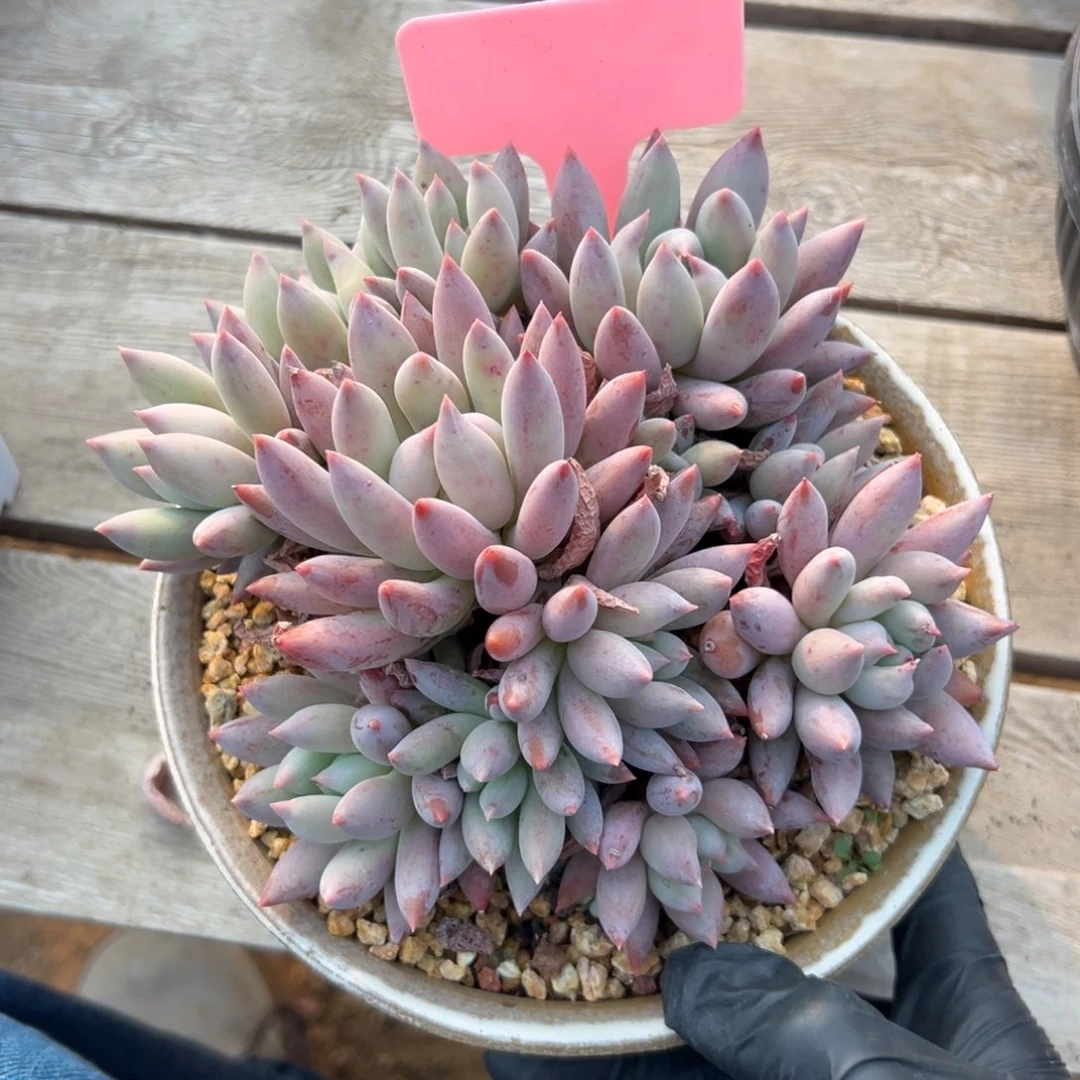 所罗门11111111111111111