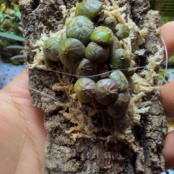 某***天无花朵一物一拍植物