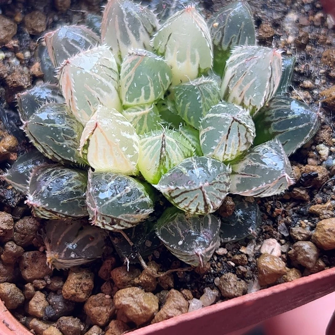 楼兰锦十二卷多肉植物