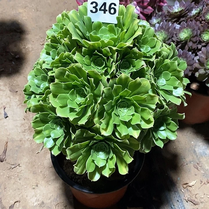 法师植物一物一拍123456