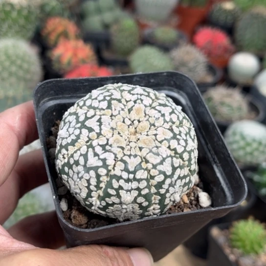 完全开放实生V兜仙人球