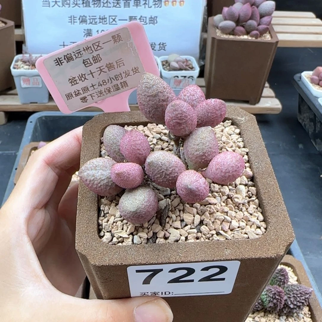 722糖果多肉植物