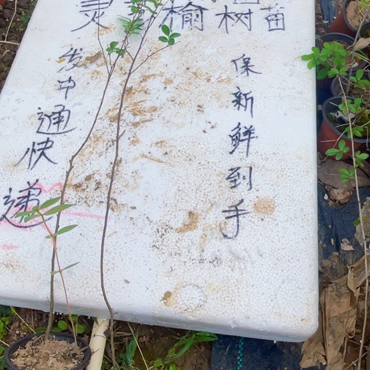 天***阁无花朵附图片来源网络