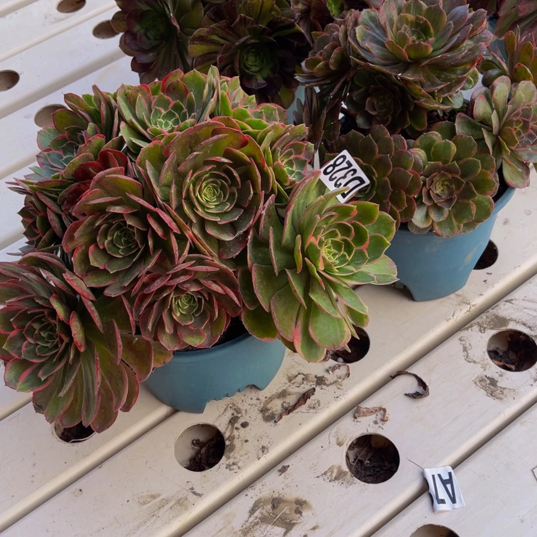 两盆法师7/////5包邮