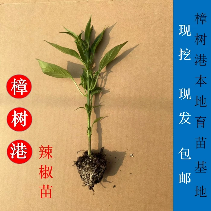 正宗樟树港辣椒苗 穴盘培育少量带土 阳台楼顶盆栽地栽易种好管理
