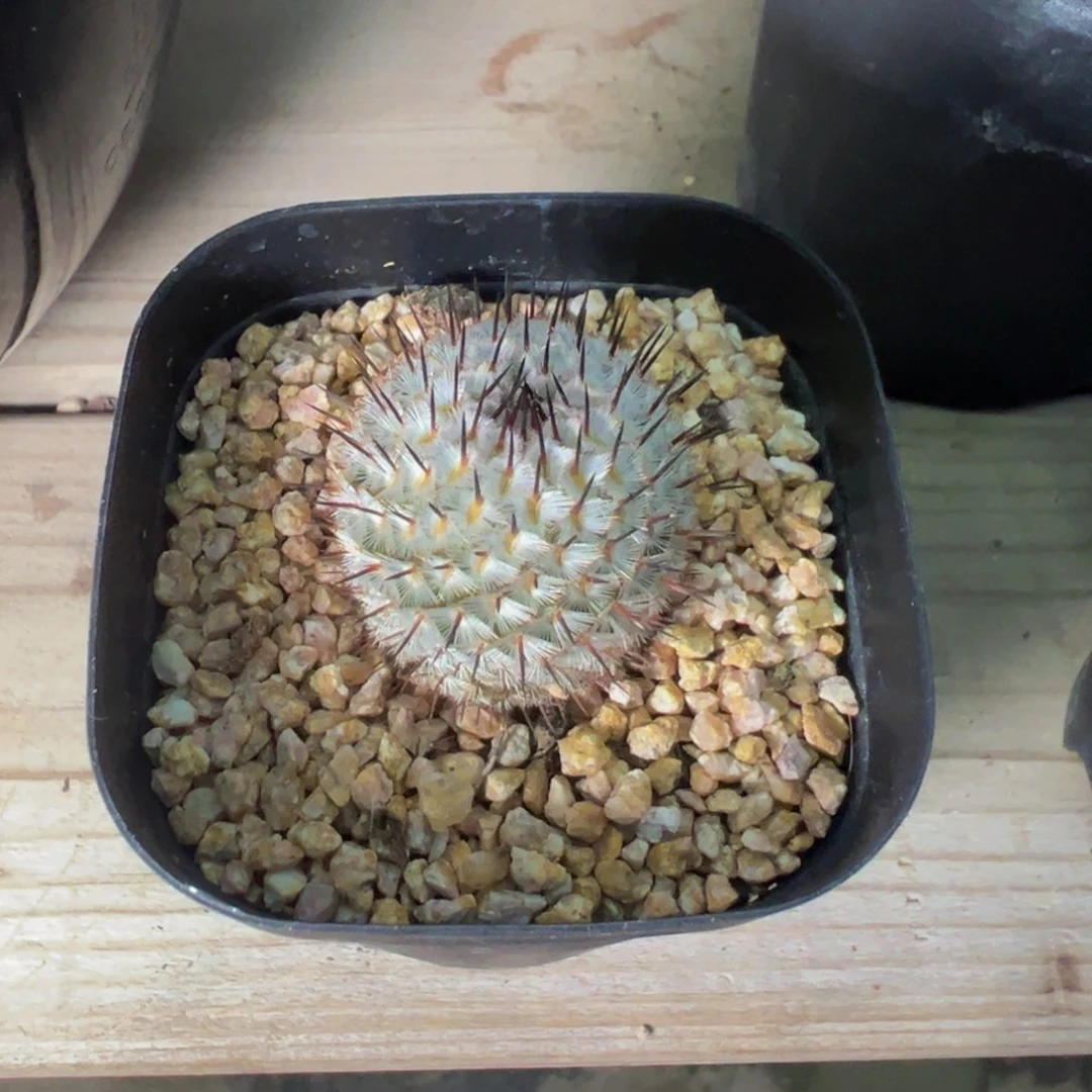 实生根直刺佩雷实生根多肉植物