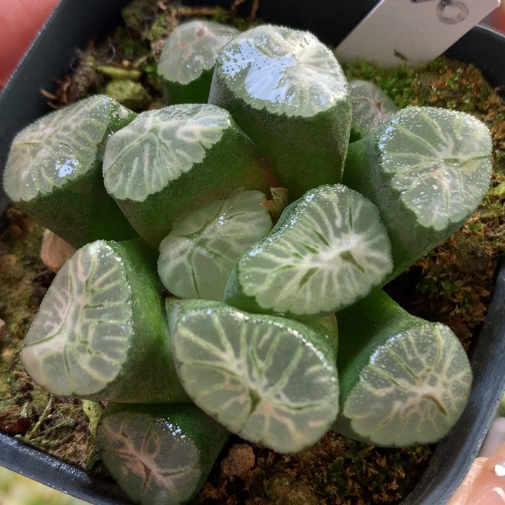 彩虹万象带盆土发货