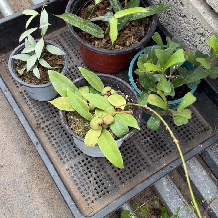 球兰直播间一物一拍