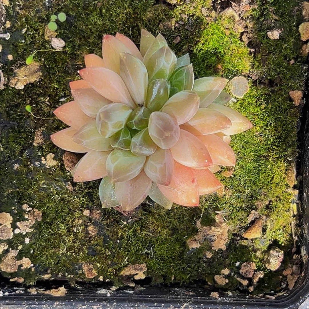 美美精品多肉美人系