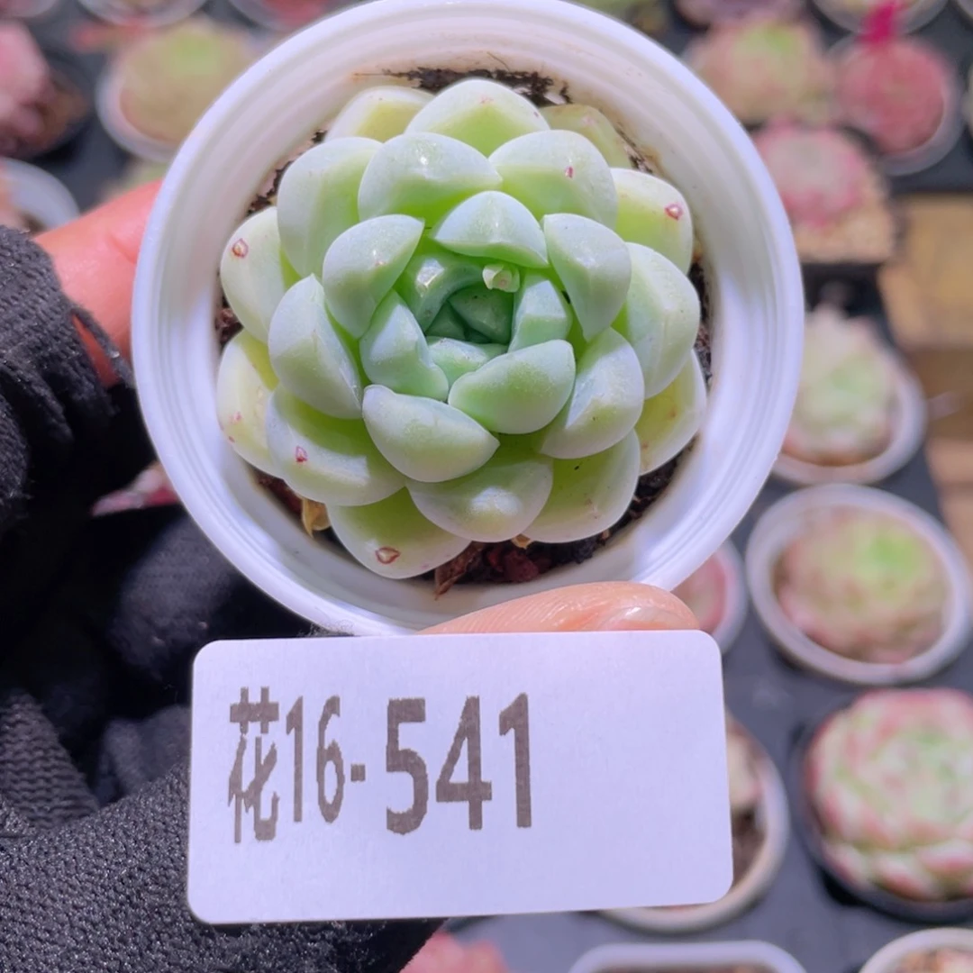 花利美16-541厚叶月影