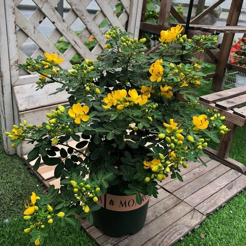 独干棒棒糖黄金梅盆栽耐寒木本植物庭院阳台多年花卉好养当年开花