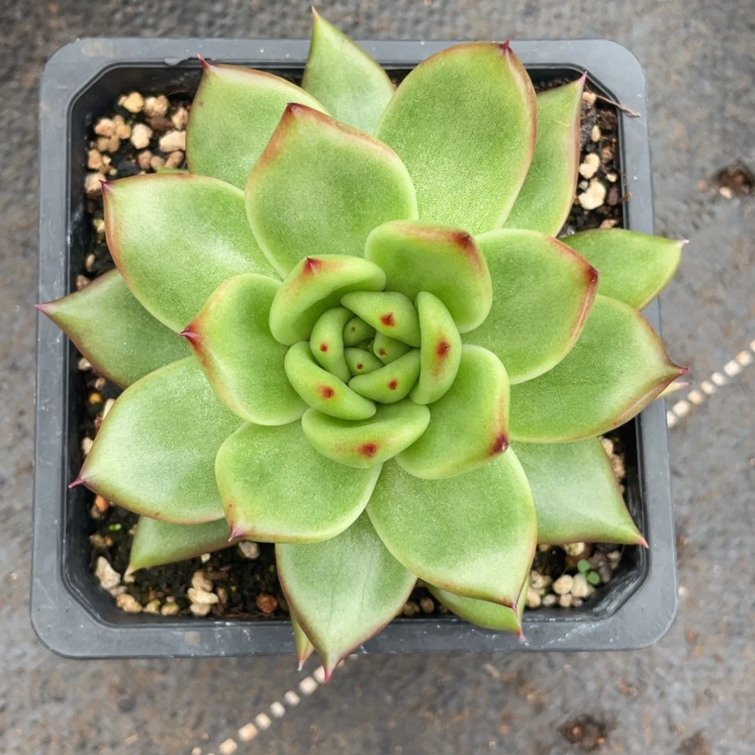 多肉植物多肉植物1925