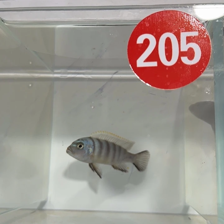 海水205号麒麟斑马母鱼