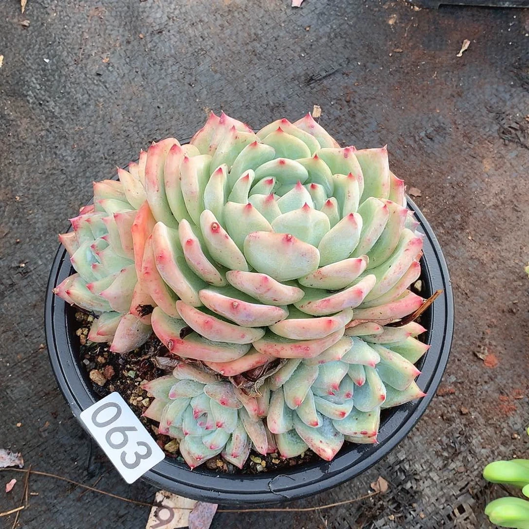 063白拉糖一物一拍多肉