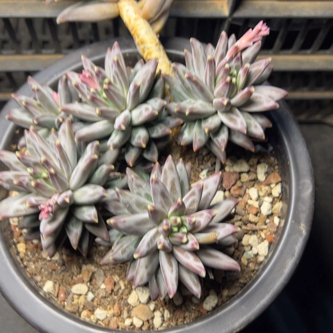 【闪购商品】乌拉克拉多肉68