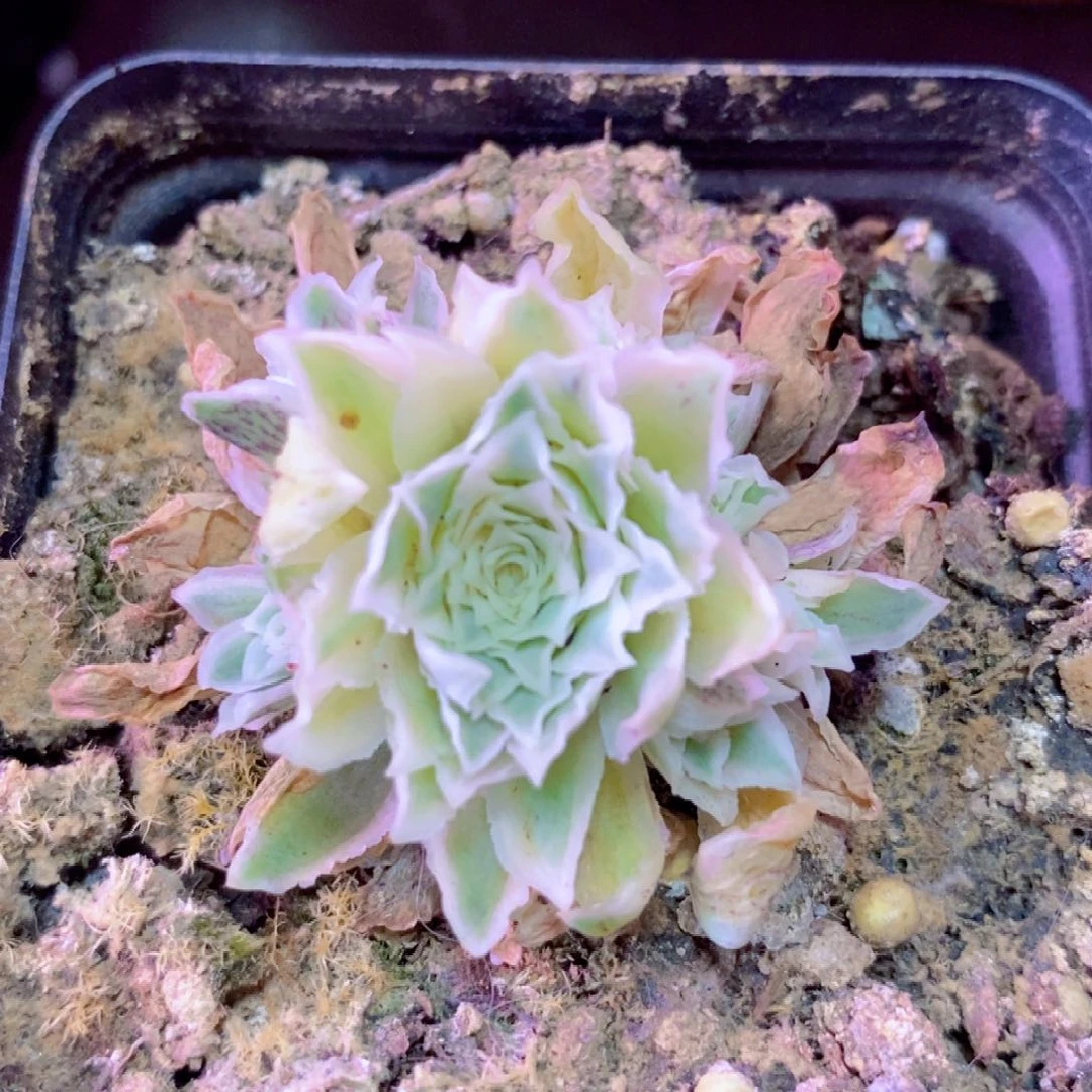 秋夕10仔仔福利一物一拍蕾丝001