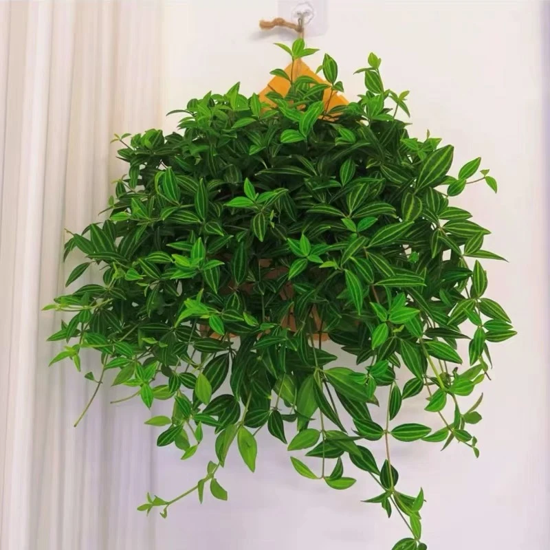 钻石翡翠吊兰盆栽植物园室内桌面白脉椒草清新耐阴好养活绿植花卉