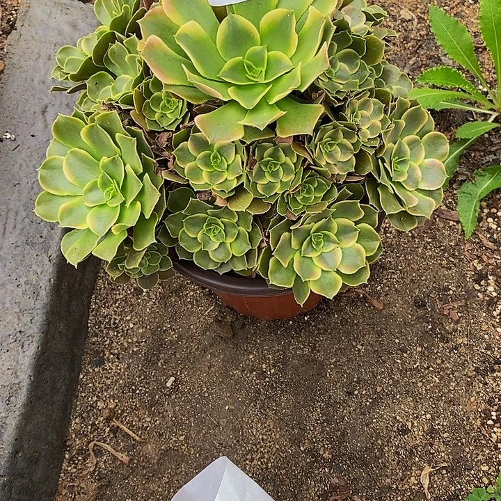 多肉植物香妃363多肉