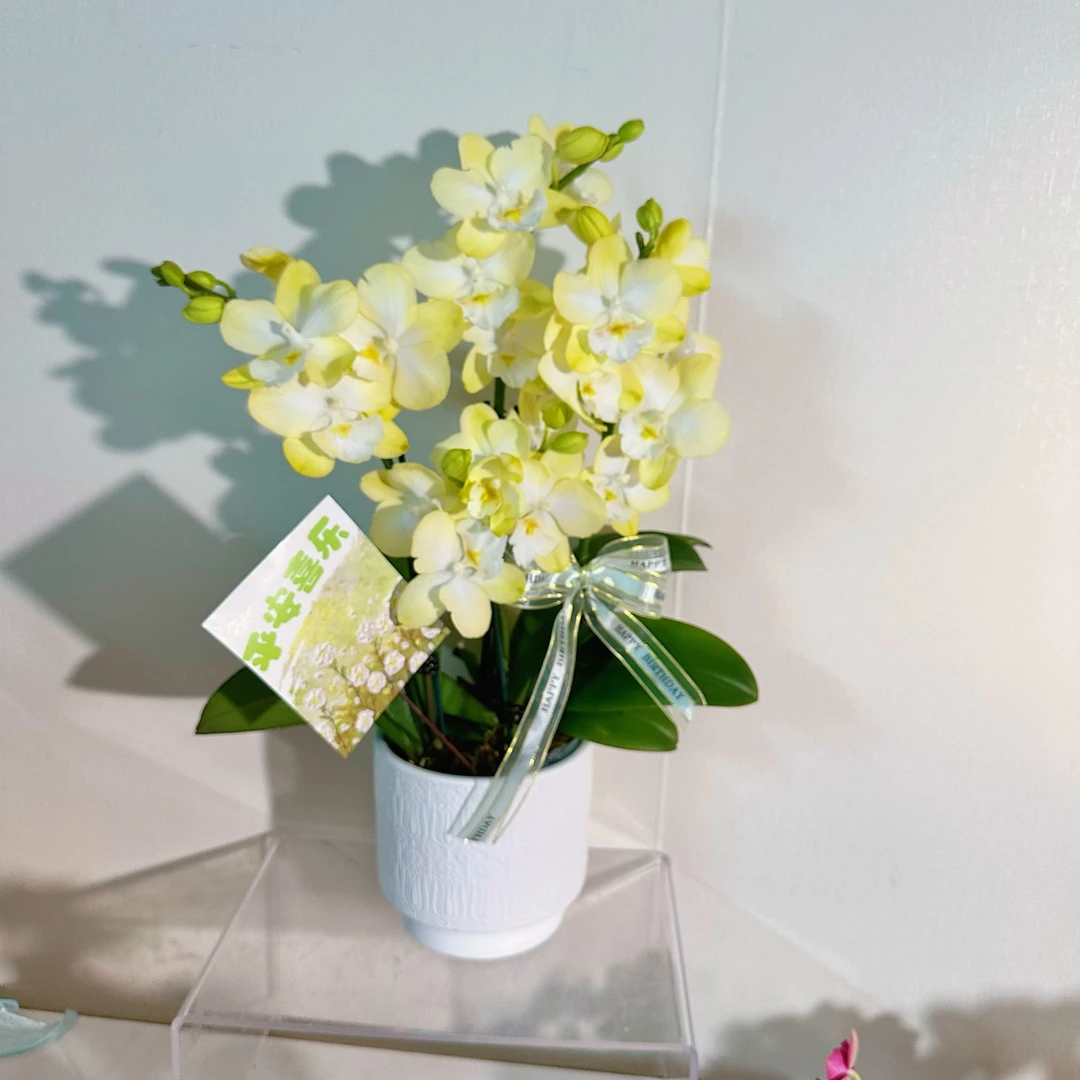 【香水柠檬-组盆】颜色清新好养易活包邮精致优雅蝴蝶兰室内